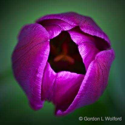 Purple Tulip Top_53404.jpg - Photographed near Carleton Place, Ontario, Canada.